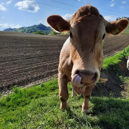 Jozetov Gric - Farm * بوتْشيترتيك